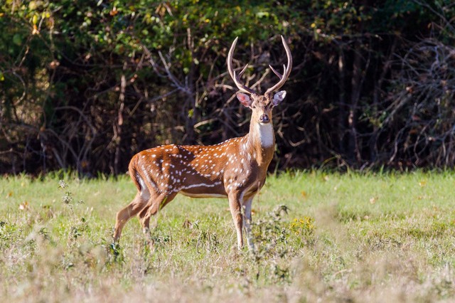 Barefoot Ranch, Texas 