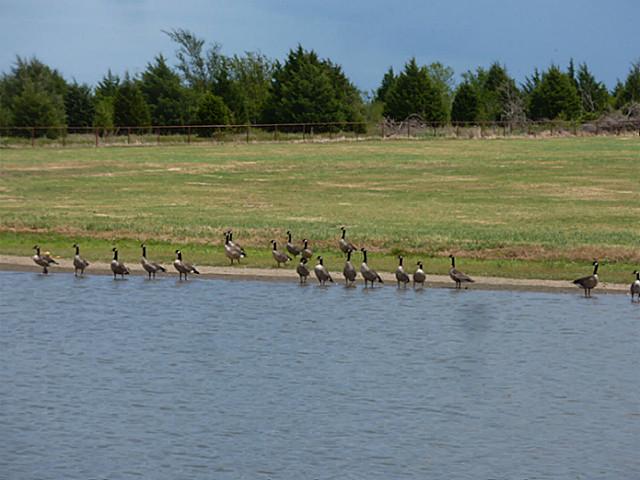 Home to Canadian geese