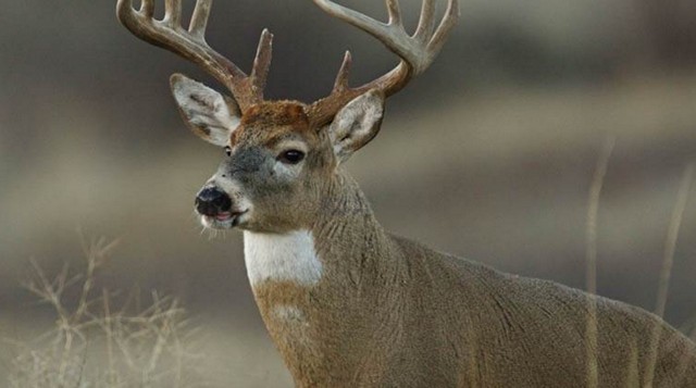 Legacy Springs Ranch 