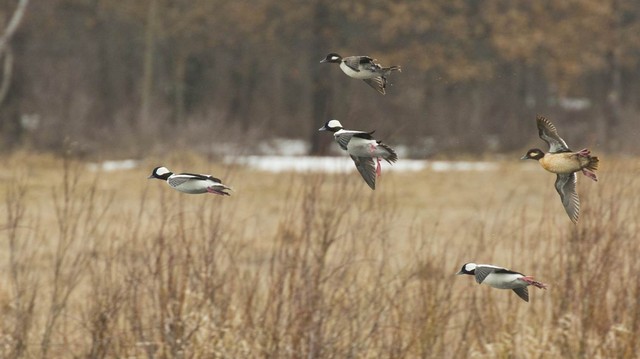 Legacy Springs Ranch 