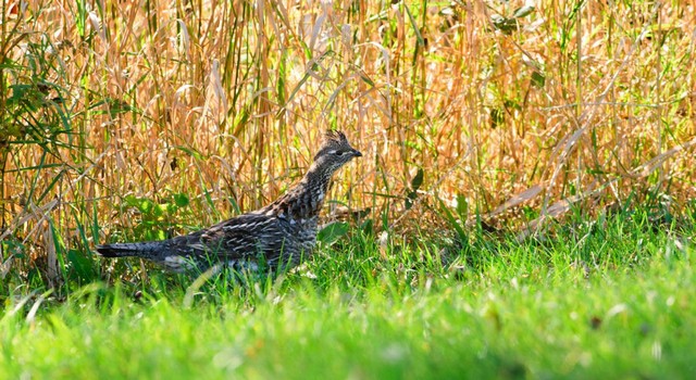 Legacy Springs Ranch 