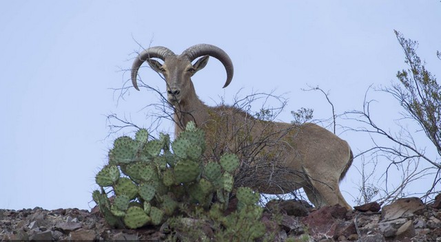 Legacy Springs Ranch 