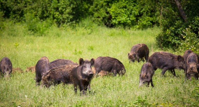 Legacy Springs Ranch 