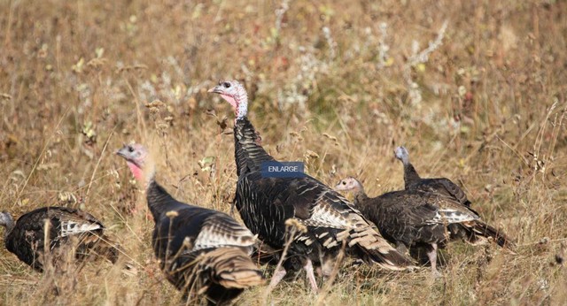 Legacy Springs Ranch 