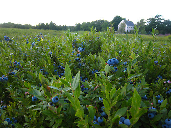 Maine-blueberry-fields