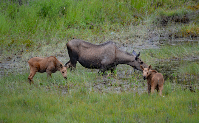 Alaska, Glacier, Wilderness