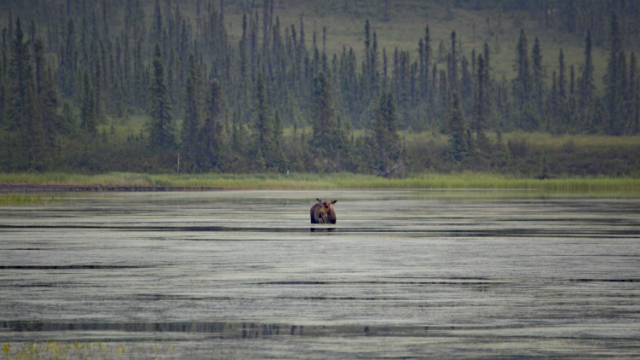 Alaska, Glacier, Wilderness