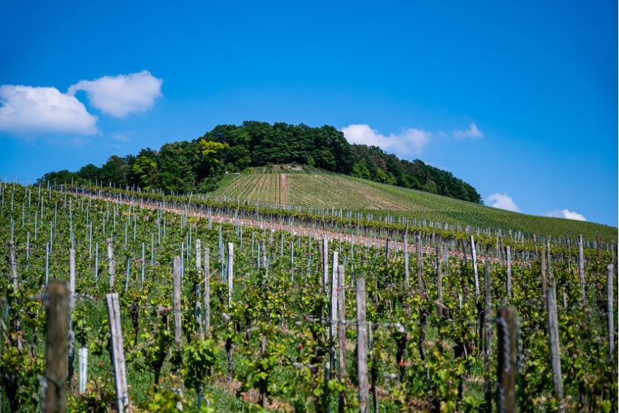 pleasure, Houston, wineries